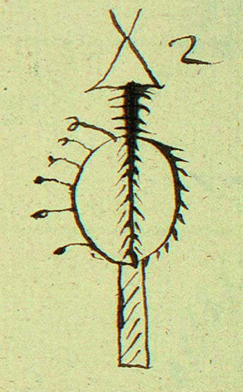 Gand-flue tegnet bak på ei runebomme fra Rødøy (Helgeland). Dikterpresten Petter Dass (1647-1707) kom til å fortelle om gand som fluer, som han kalte «Belzebubs fluer» (djevelens fluer). Johan Randulf (1686-1735) forteller om gandfluer omtrent slik i Nærøymanuskriptet (1723): Ikke alle finner har disse fluene, men kun de sterkeste og mest lærde noaider. Når de runer etter dem…åpenbares i luften en stor fugl på størrelse med en hønse-hauk eller falk. Denne spyr ut til dem disse gand-fluer av sitt nebb, og noen rister de ut fra sine fjær og vinger. Det er uten tvil naturlige, men forgiftede fluer, som denne Satan i sin fugle-ham har sanket fra et annet sted i verden, til Finnenes onde tjeneste. Fluene samler finnen opp og legger i en eske, for siden å sende dem ut som gand. Illustrasjon: XA Qv. 23, NTNU UB