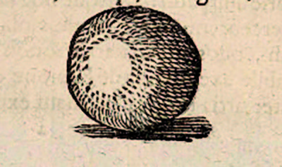 Schefferus beskrev gand som en liten kule, som i Sverige ble kalt gand-tyre. Han har avbildet en gand-tyre i boka Lapponia. Illustrasjon: NTNU UB